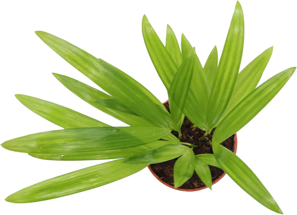Areca Palm in 4 Inch Grower's Pot by California Tropicals S875242