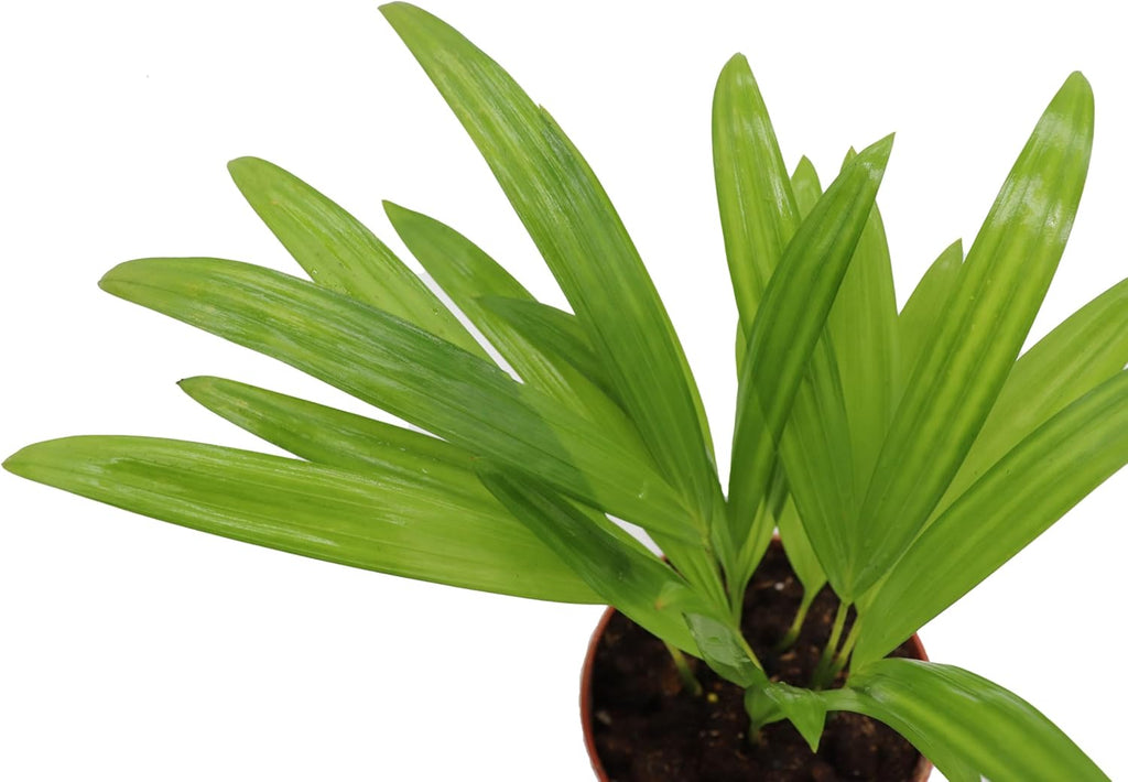 Areca Palm in 4 Inch Grower's Pot by California Tropicals S875242