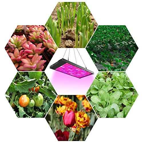 300W LED Grow Light for Indoor Plants, Full Spectrum, Dimmable L5551