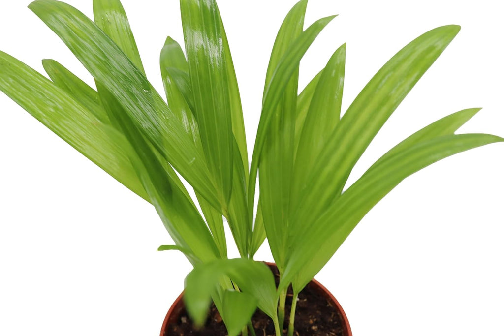 Areca Palm in 4 Inch Grower's Pot by California Tropicals S875242