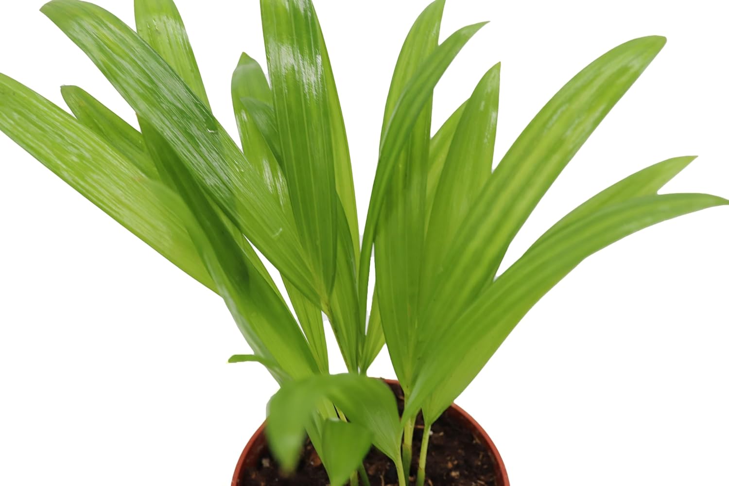 Areca Palm in 4 Inch Grower's Pot by California Tropicals S875242
