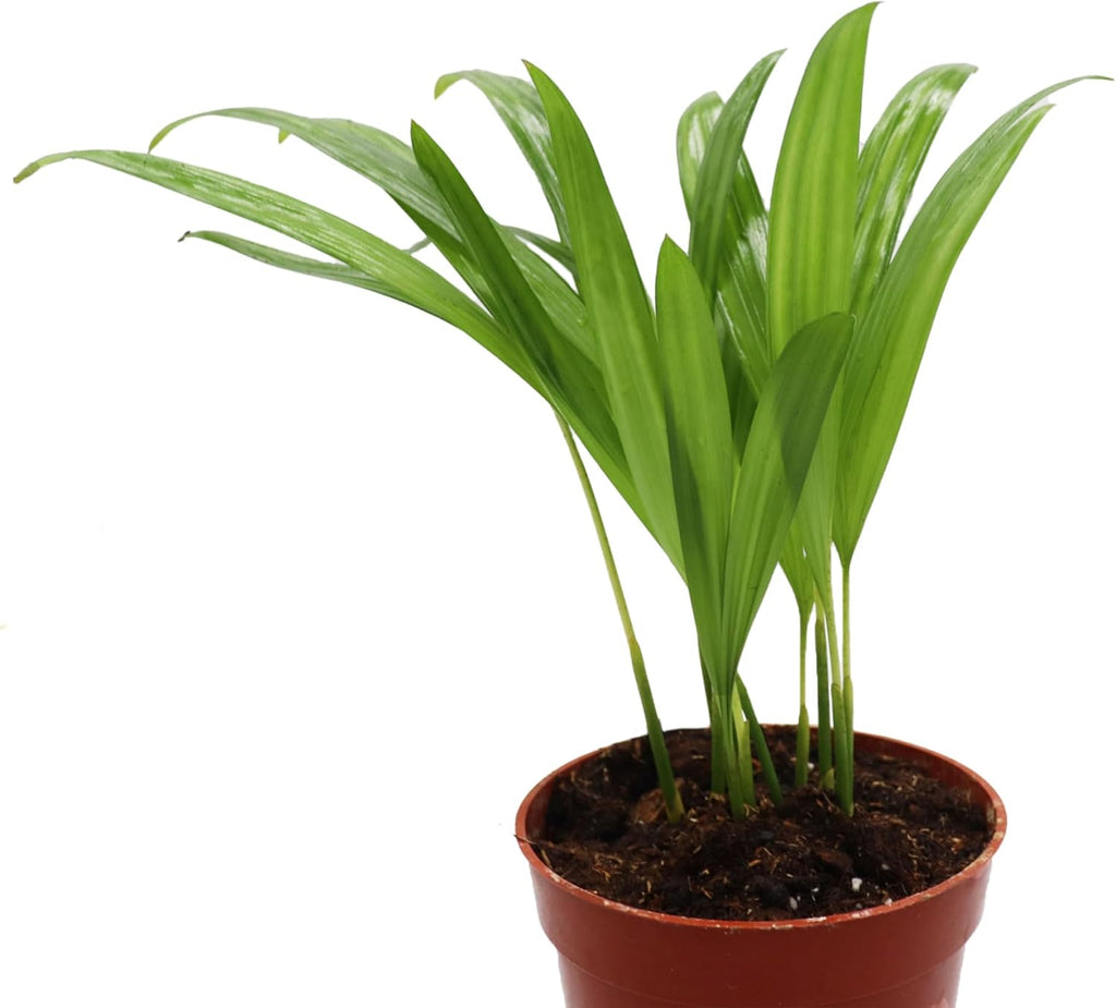 Areca Palm in 4 Inch Grower's Pot by California Tropicals S875242