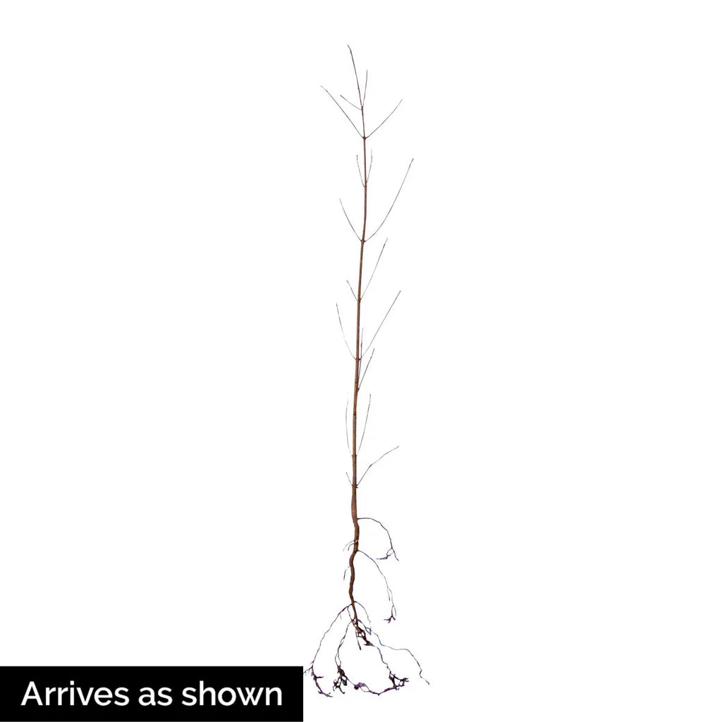 White Flowering Dogwood Dormant Bare Root Starter Tree (1-Pack) U57594