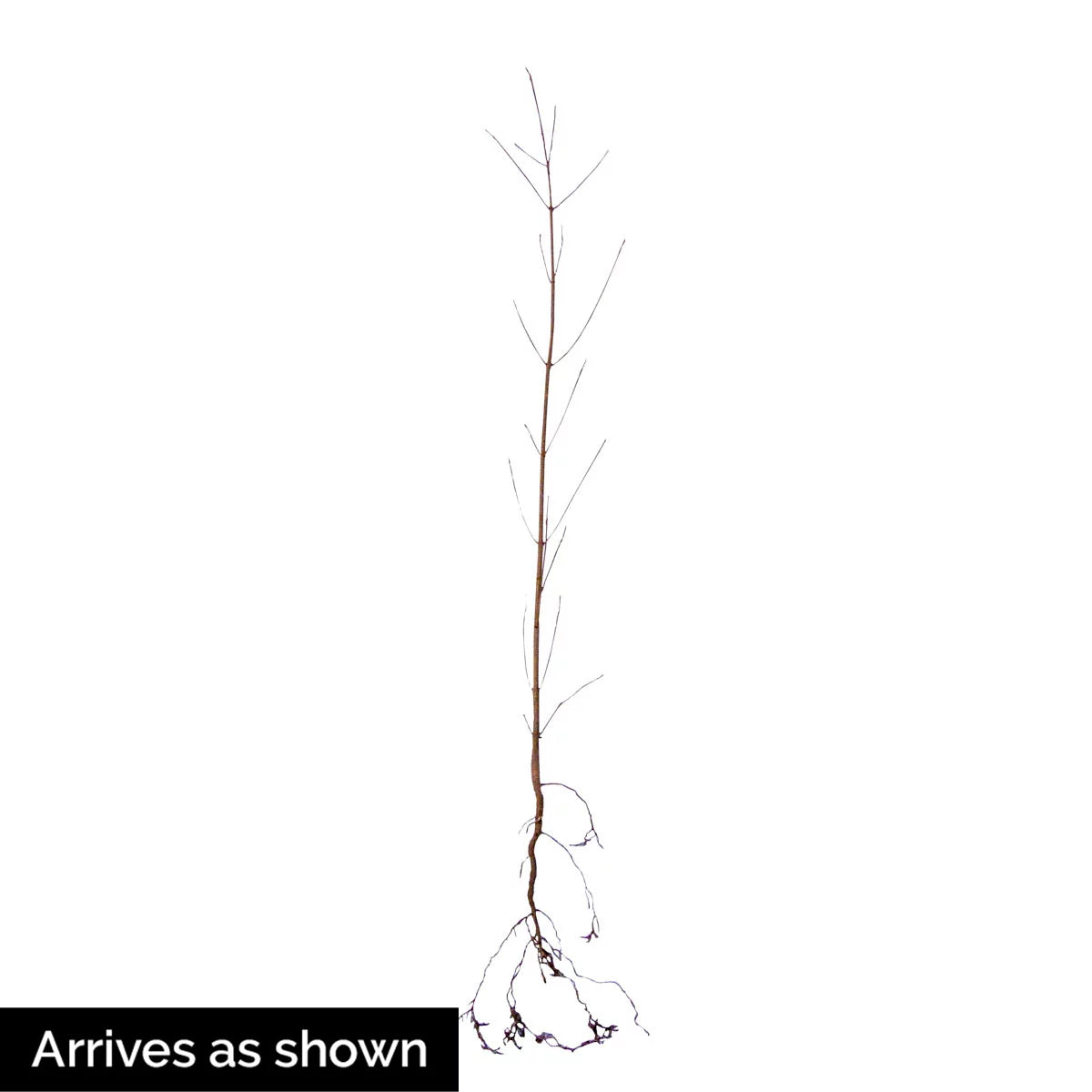 White Flowering Dogwood Dormant Bare Root Starter Tree (1-Pack) U57594