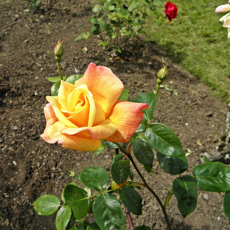 Moment Rose Plant Live, Hybrid Tea Rose Bush, Fragrant Outdoor Plant N2086