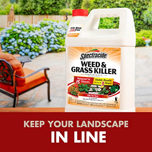 Spectracide Weed & Grass Killer Concentrate, 64 fl oz D5580
