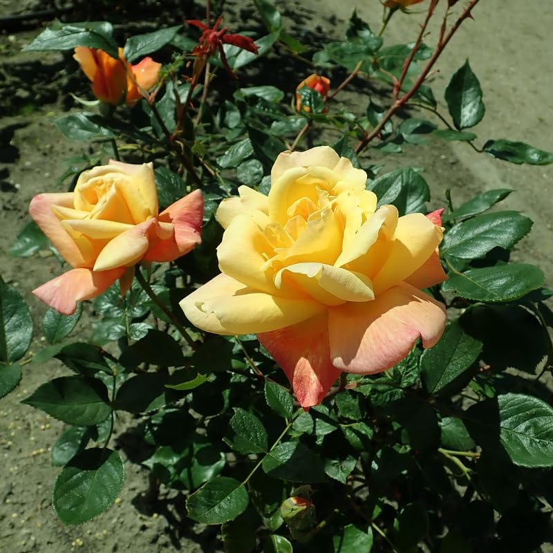 Moment Rose Plant Live, Hybrid Tea Rose Bush, Fragrant Outdoor Plant N2086