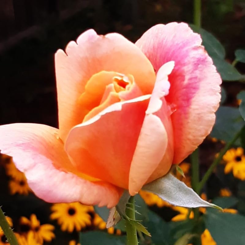 Moment Rose Plant Live, Hybrid Tea Rose Bush, Fragrant Outdoor Plant N2086