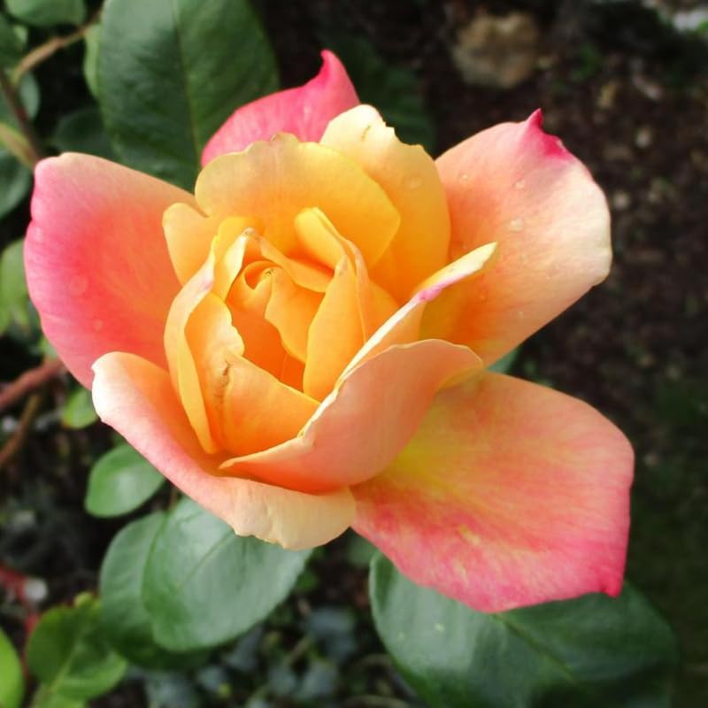 Moment Rose Plant Live, Hybrid Tea Rose Bush, Fragrant Outdoor Plant N2086