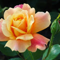Moment Rose Plant Live, Hybrid Tea Rose Bush Live Plant, Fragrant Rose Flowers, Perfect Rose Live Plant Ready to Plant Outdoor