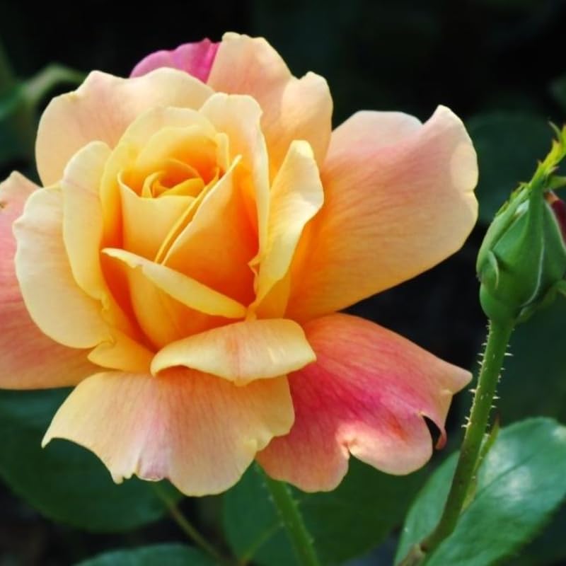 Moment Rose Plant Live, Hybrid Tea Rose Bush Live Plant, Fragrant Rose Flowers, Perfect Rose Live Plant Ready to Plant Outdoor
