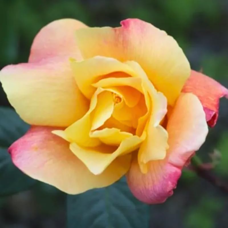 Moment Rose Plant Live, Hybrid Tea Rose Bush, Fragrant Outdoor Plant N2086