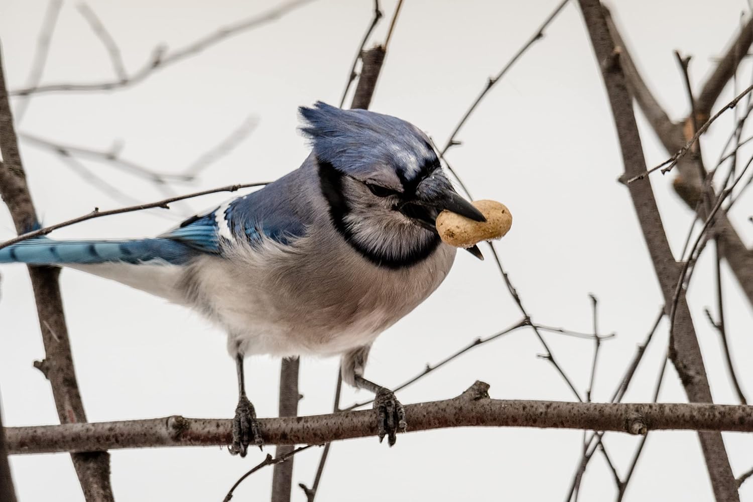Raw Peanuts in Shell for Birds and Squirrels, 5 Pounds E15950